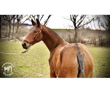 Cabezada de Presentación | Modelo Lusitano