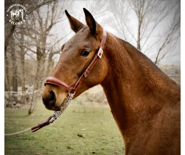 Cabezada de Presentación | Modelo Lusitano