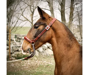 Cabezada de Presentación | Modelo Lusitano