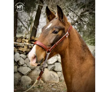 Cabezada de Presentación | Modelo Lusitano