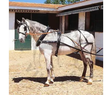 Enganche con Colleron Para un Caballo | Hebillaje Inoxidable