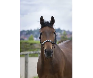 Cabezada anudada Pearls