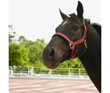 Cabezada de Cuadra PVC