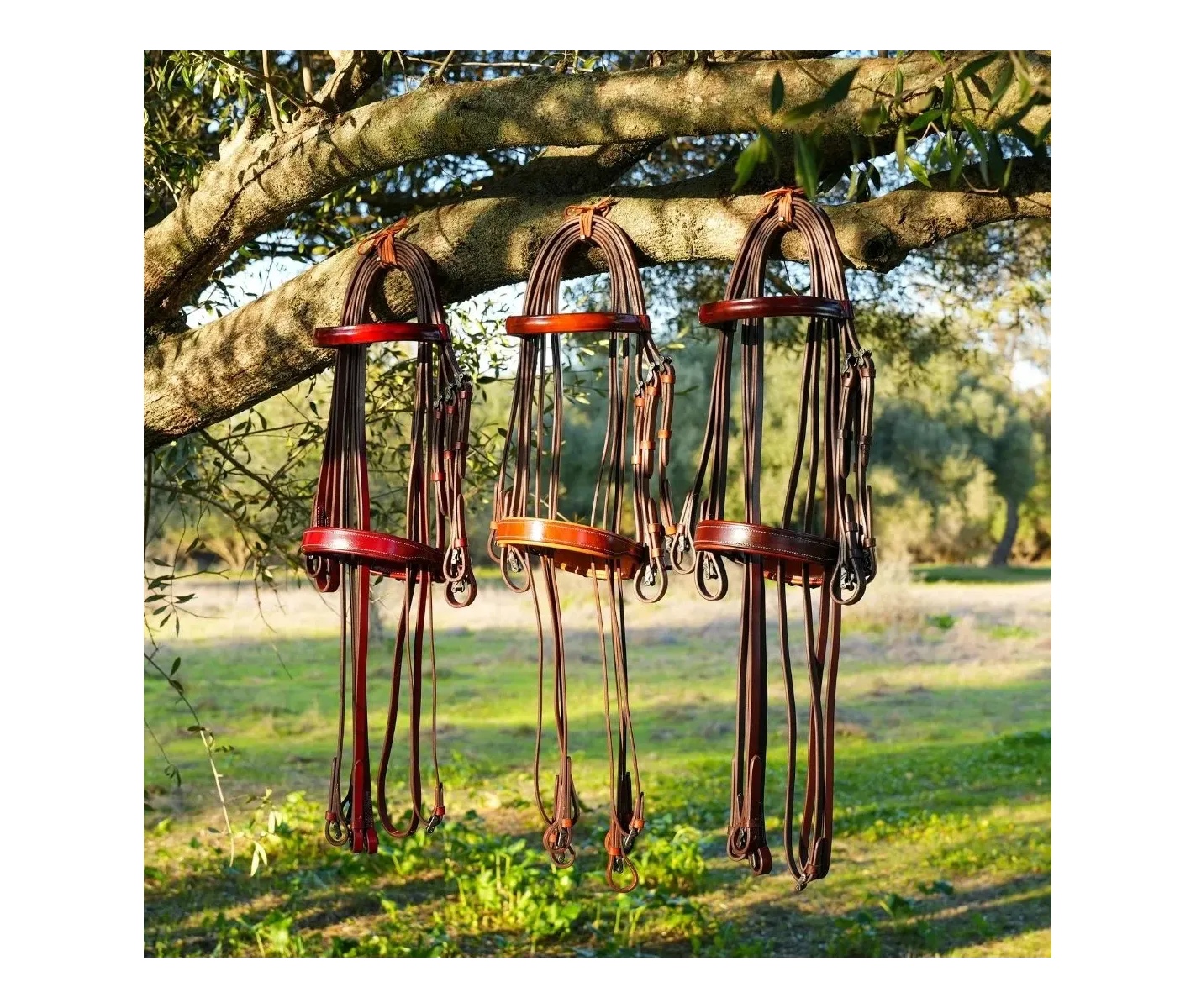 Cabezada Alta Escuela Premium | Hebilla Fragua